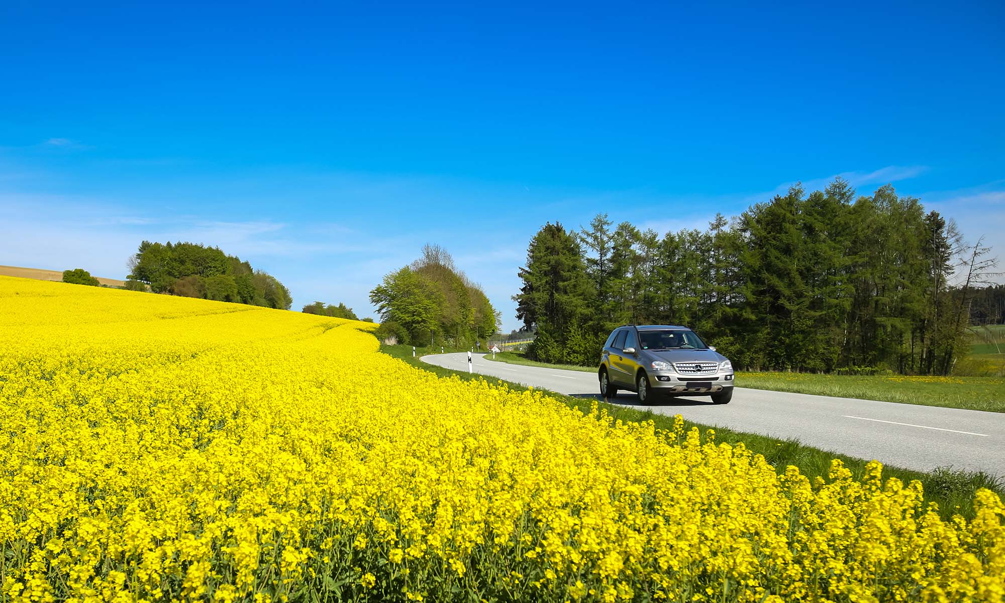 Un coche circula por una carretera rural junto a un campo de flores.