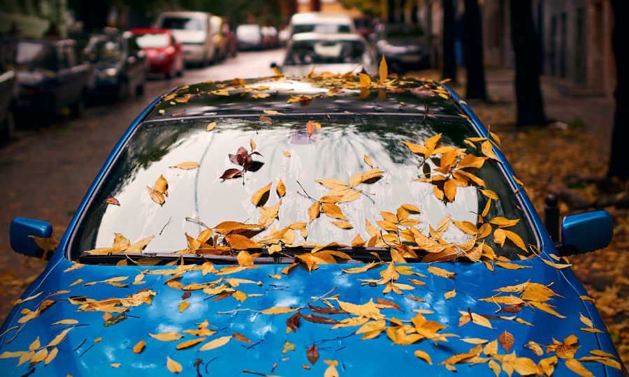 Yellow autumn leaves on a blue car